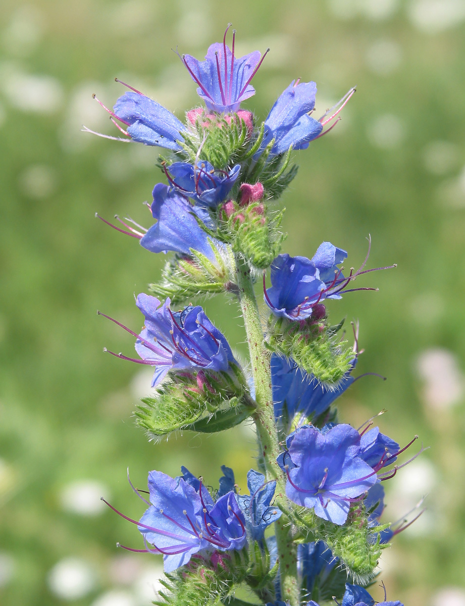 Image of Echium vulgare specimen.