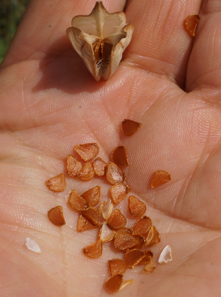 Image of Tulipa patens specimen.