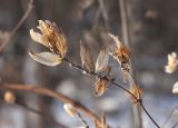 Humulus lupulus. Сухое (частично рассыпавшееся) соплодие. Костромская обл., Судиславский р-н, окр. дер. Антипино, сероольшанник в пойме р. Меза. 24.02.2016.