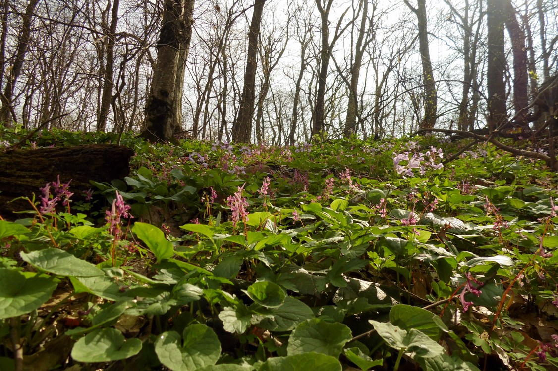 Image of Corydalis caucasica specimen.