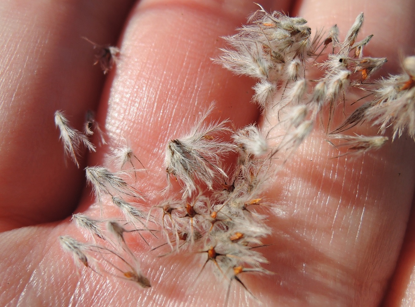 Image of Trifolium arvense specimen.