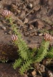 Pseudosedum lievenii