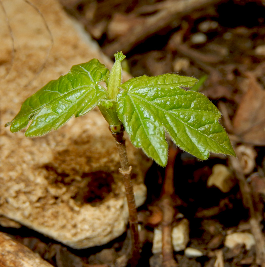 Image of Acer campestre specimen.