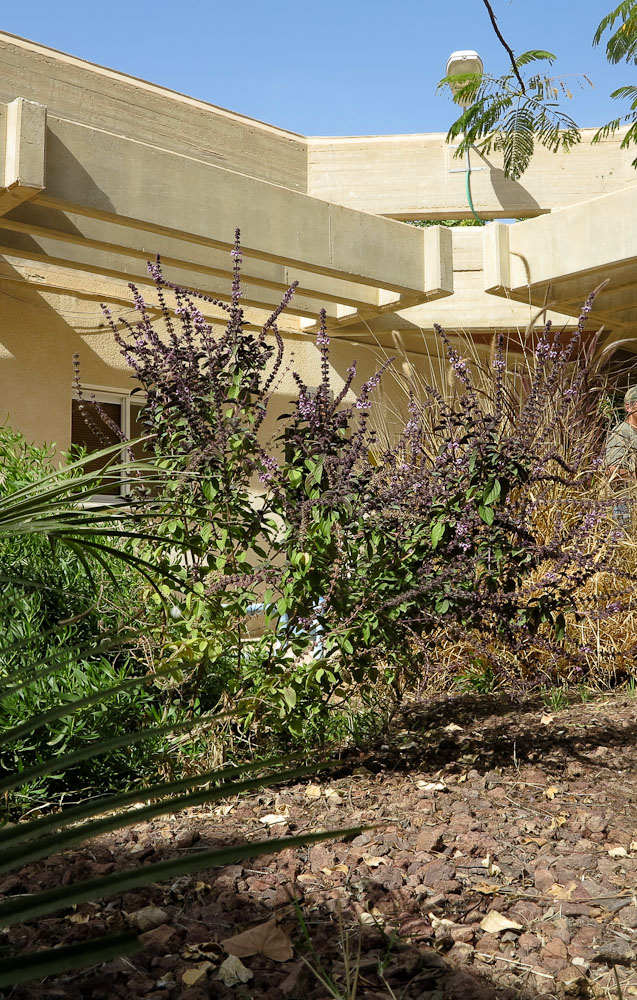 Image of genus Ocimum specimen.