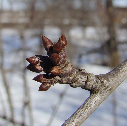 Image of Prunus cerasifera specimen.