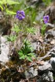 Geranium erianthum. Цветущее растение. Приморский край, окр. г. Дальнегорска, падь Партизанская, известняковый каменистый склон. 07.06.2016.