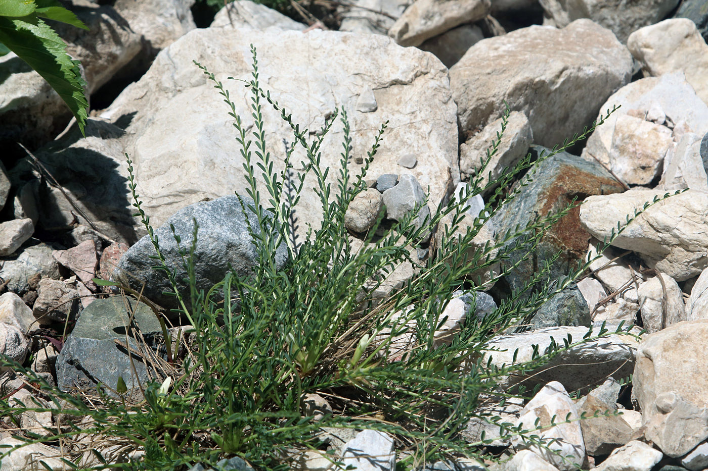 Image of Astragalus chionanthus specimen.