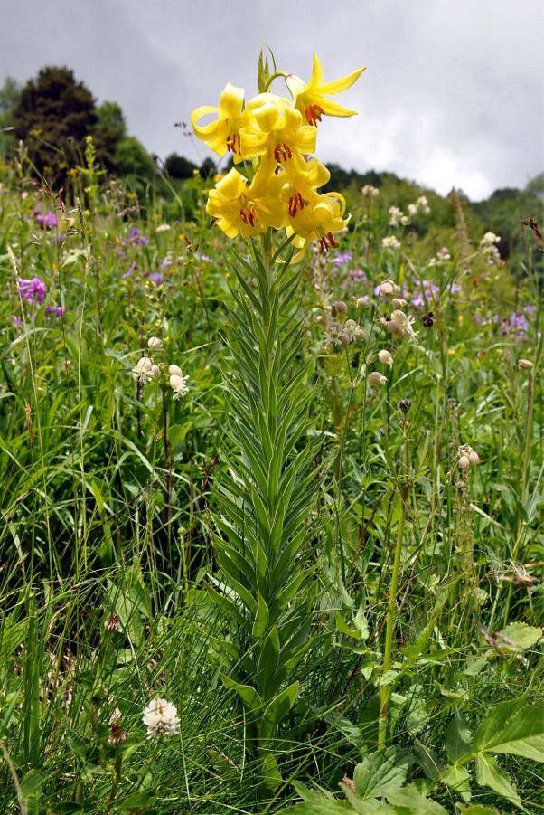 Image of Lilium kesselringianum specimen.