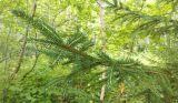 Picea abies