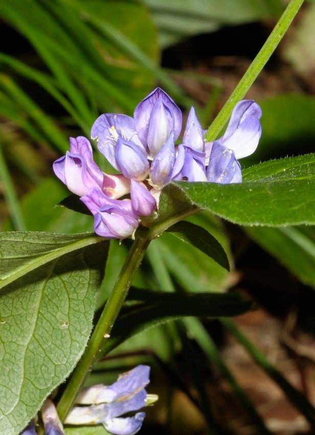 Изображение особи Vicia ohwiana.