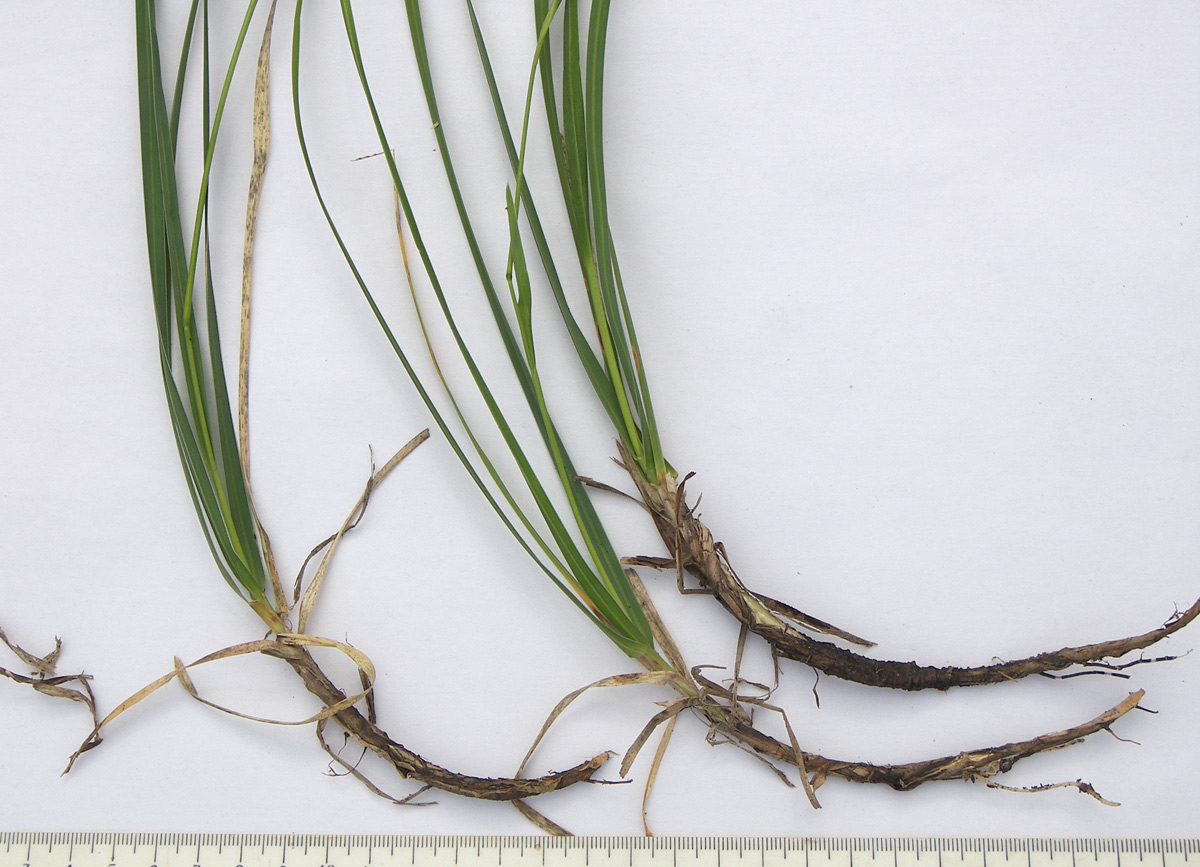 Image of Sesleria alba specimen.