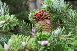 Abies koreana