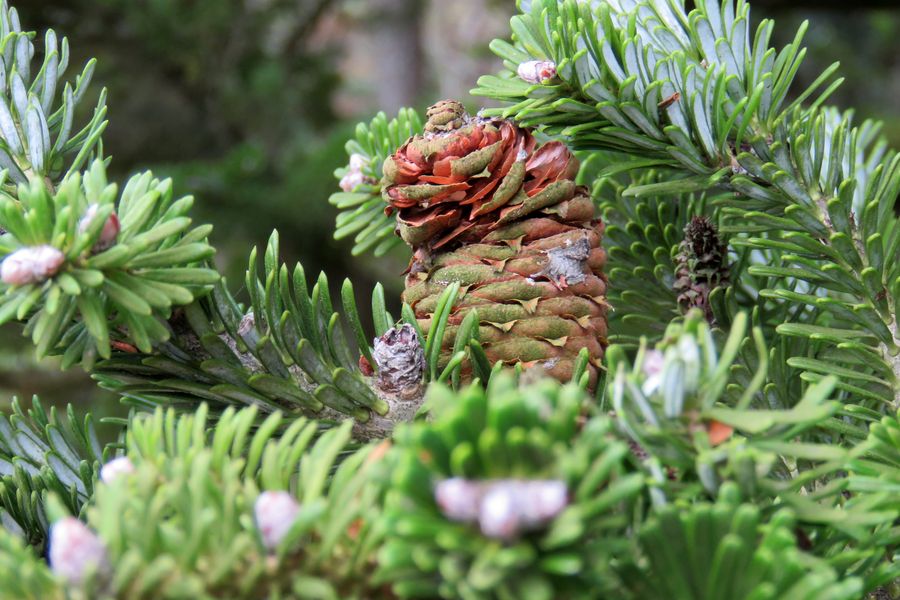 Image of Abies koreana specimen.