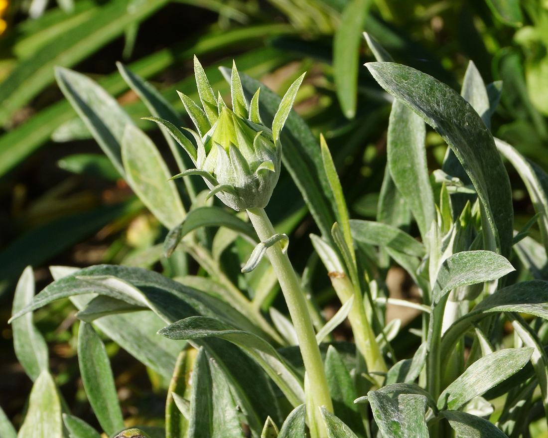 Image of Gazania &times; hybrida specimen.