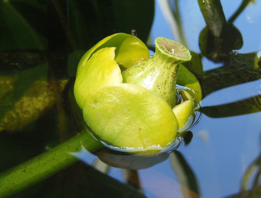 Image of Nuphar lutea specimen.