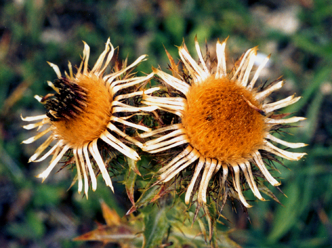 Image of Carlina vulgaris specimen.