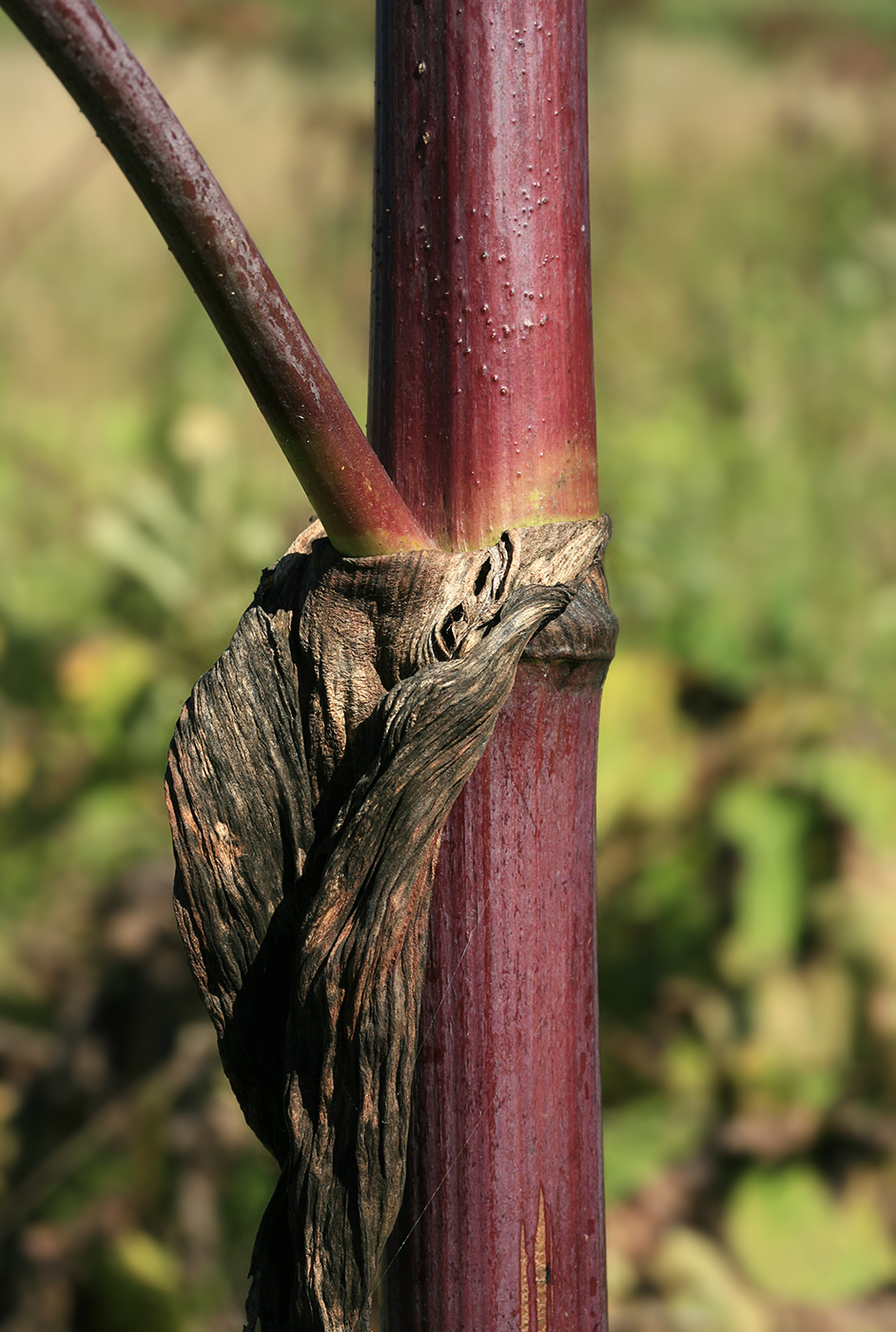 Image of Angelica ursina specimen.