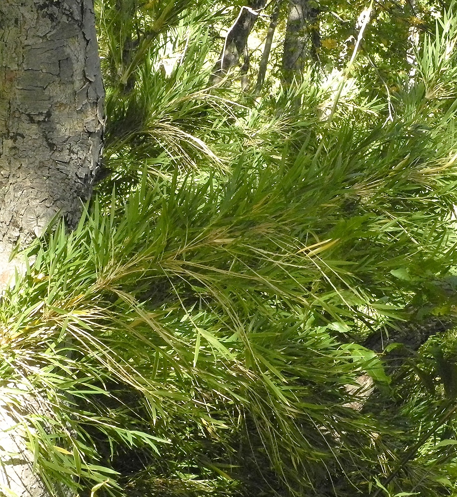 Image of Chusquea culeou specimen.