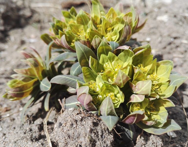 Изображение особи Euphorbia fischeriana.