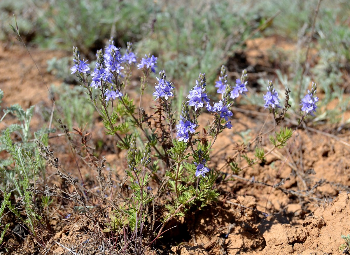 Image of Veronica capsellicarpa specimen.