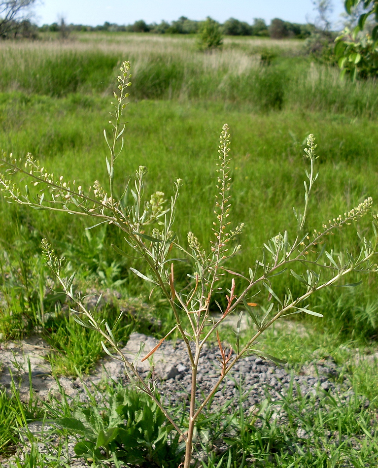 Image of Lepidium ruderale specimen.