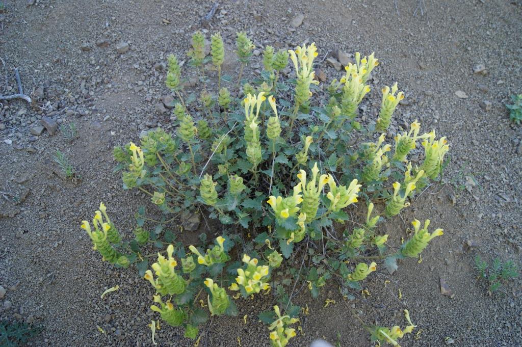 Изображение особи Scutellaria darriensis.