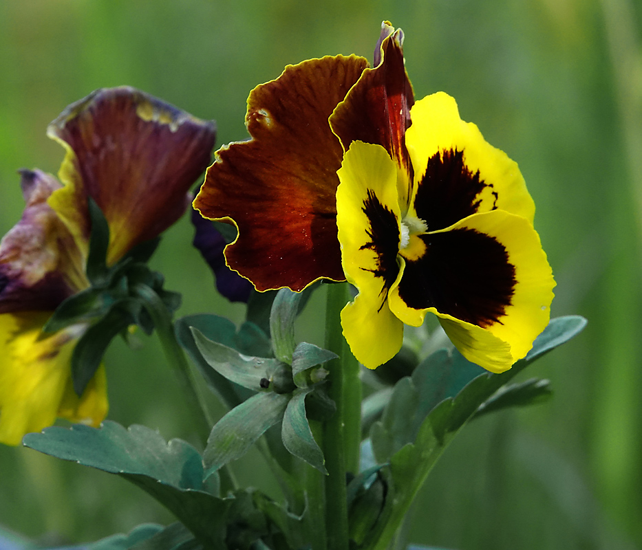 Image of Viola wittrockiana specimen.