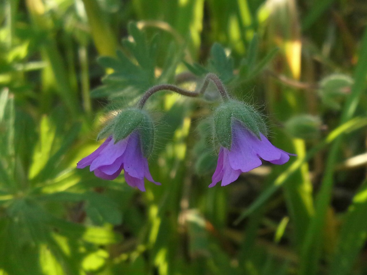 Изображение особи род Geranium.