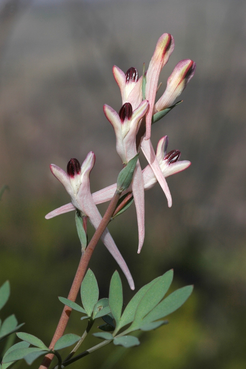 Image of Corydalis schanginii specimen.