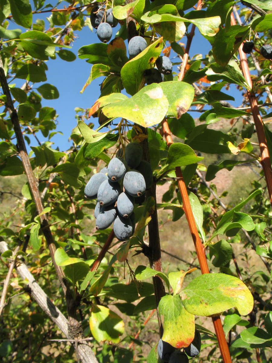 Image of Berberis sphaerocarpa specimen.