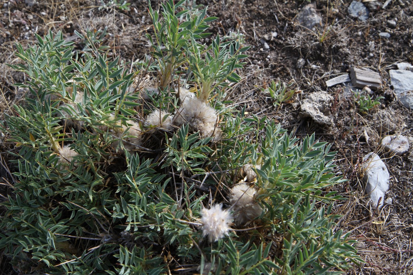 Image of genus Astracantha specimen.