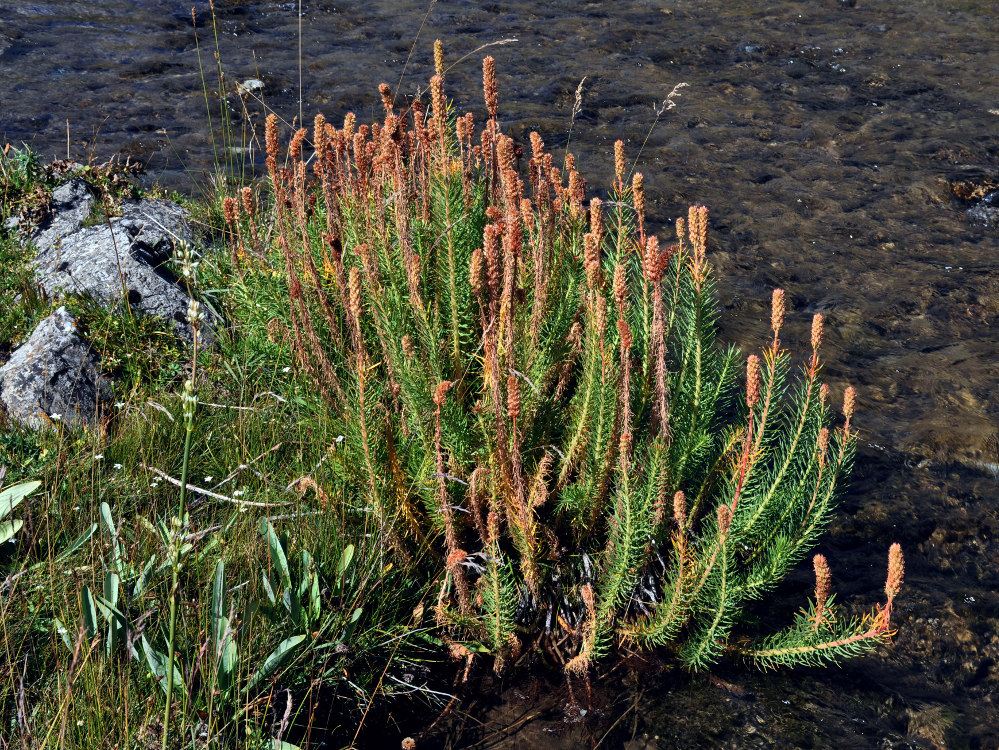 Image of Clementsia semenovii specimen.