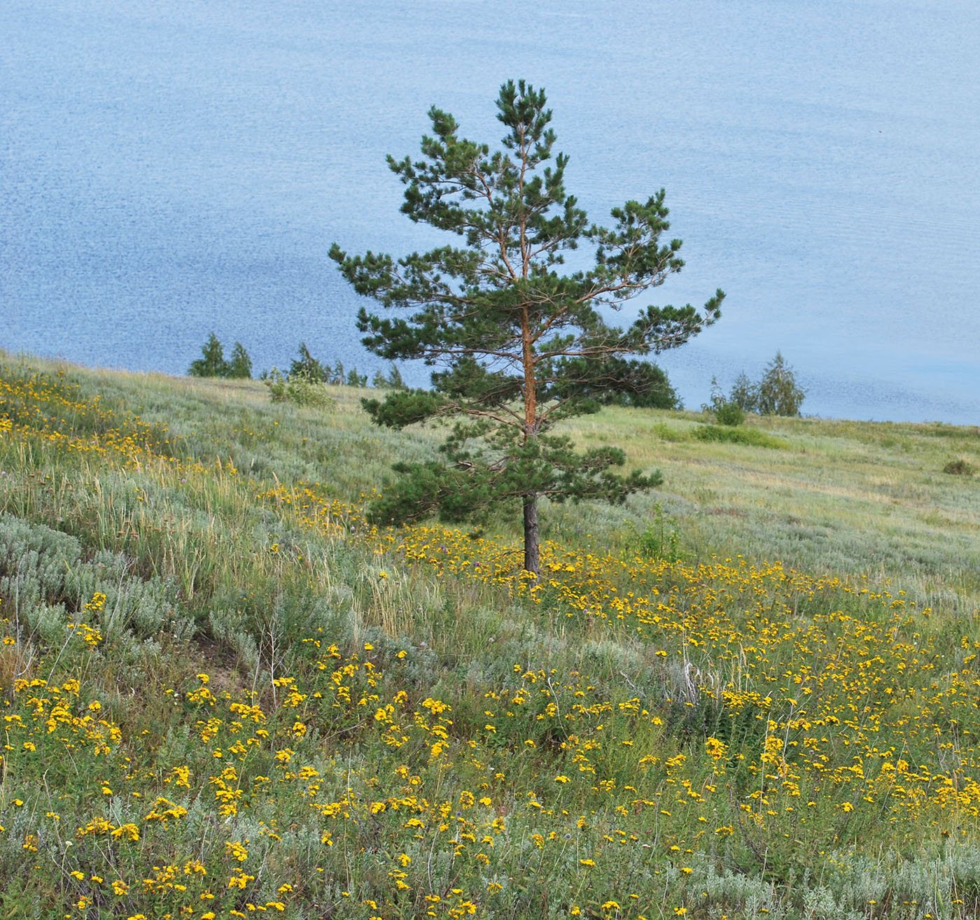 Изображение особи Pinus sylvestris.