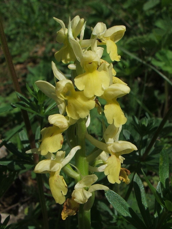 Image of Orchis pallens specimen.