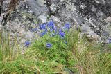 Delphinium chamissonis. Цветущее растение. Чукотка, побережье бухты Провидения, луг. 02.08.2013.