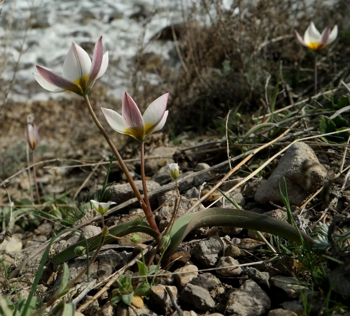 Изображение особи Tulipa biflora.