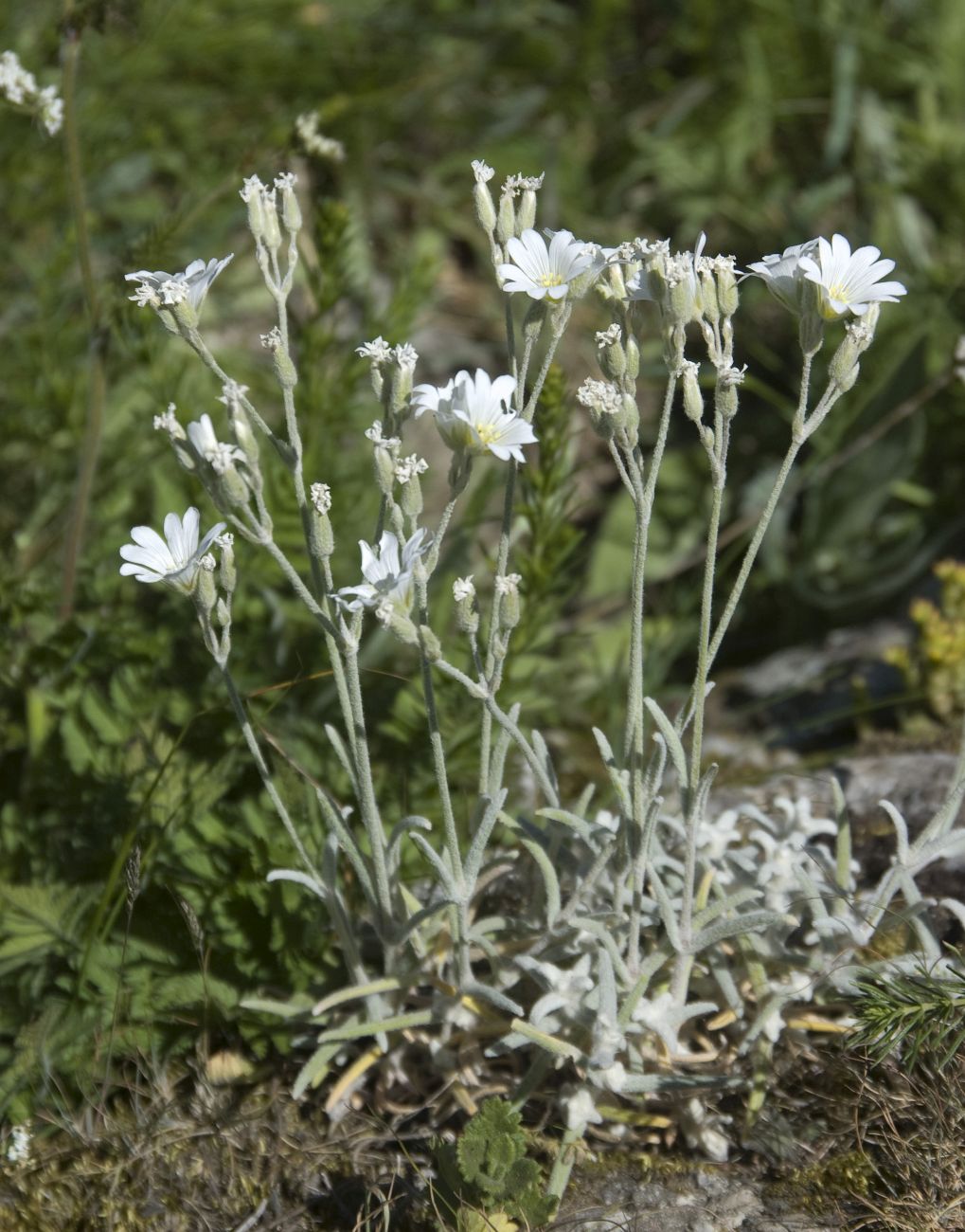 Изображение особи Cerastium biebersteinii.