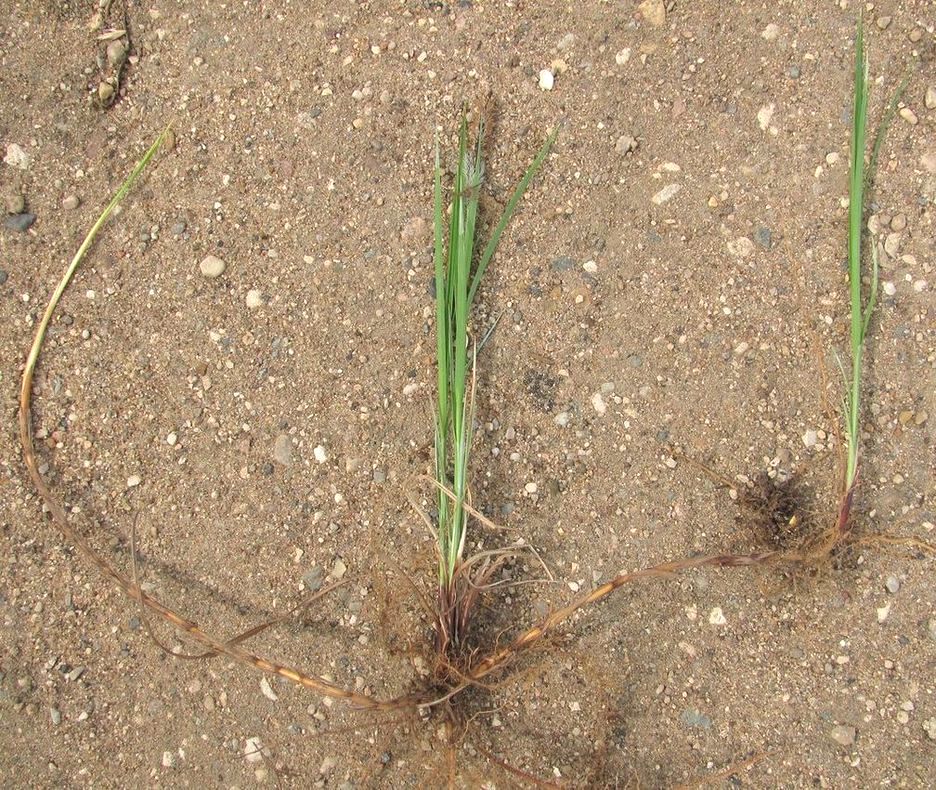 Image of Carex acuta specimen.