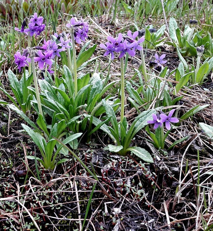 Image of Primula pumila specimen.