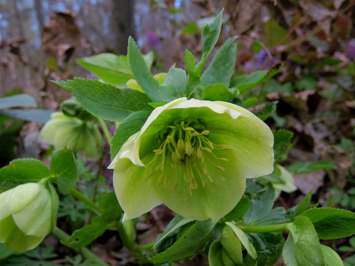 Image of Helleborus caucasicus specimen.