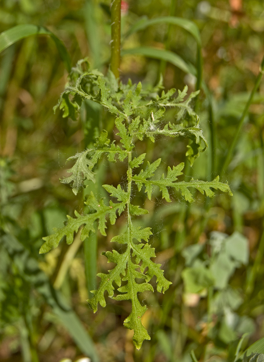 Image of Phacelia tanacetifolia specimen.