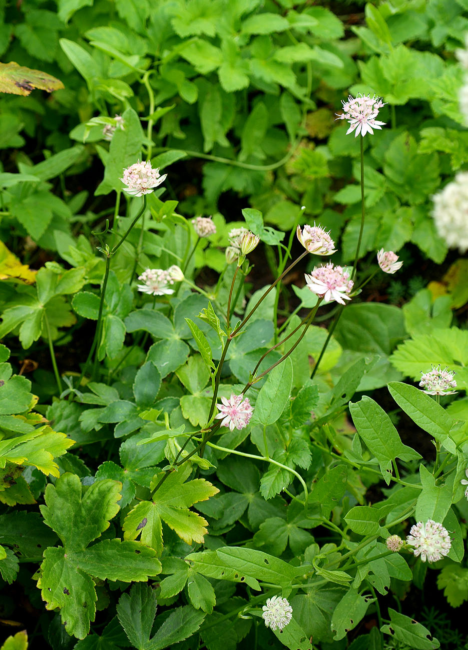 Image of Astrantia colchica specimen.