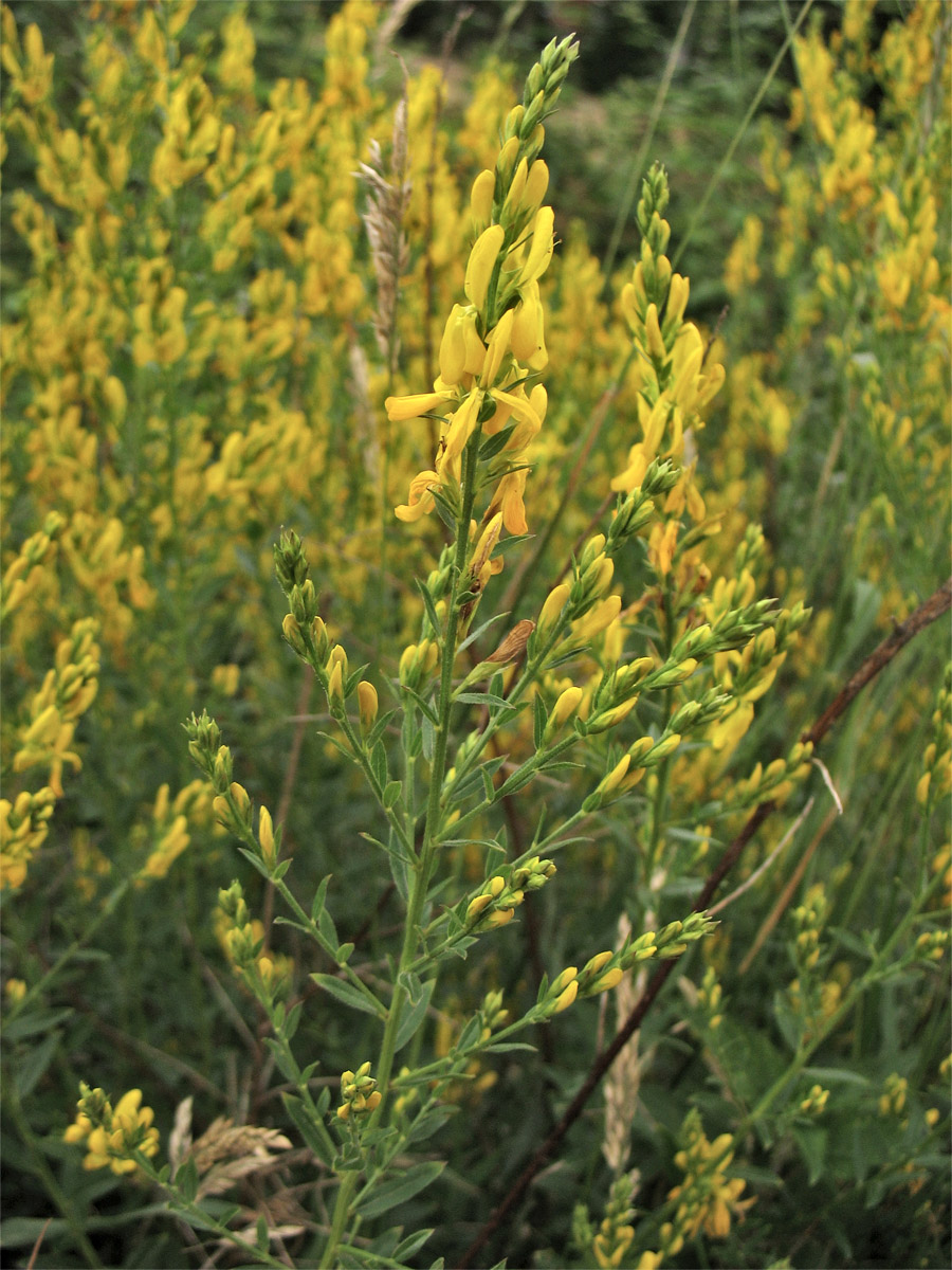 Изображение особи Genista tinctoria.