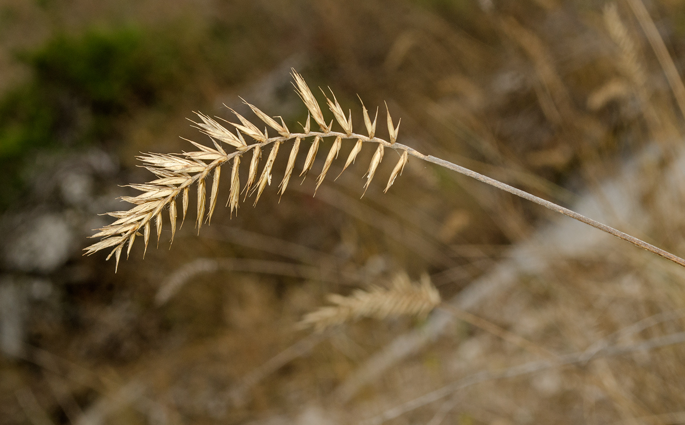 Изображение особи Agropyron pectinatum.