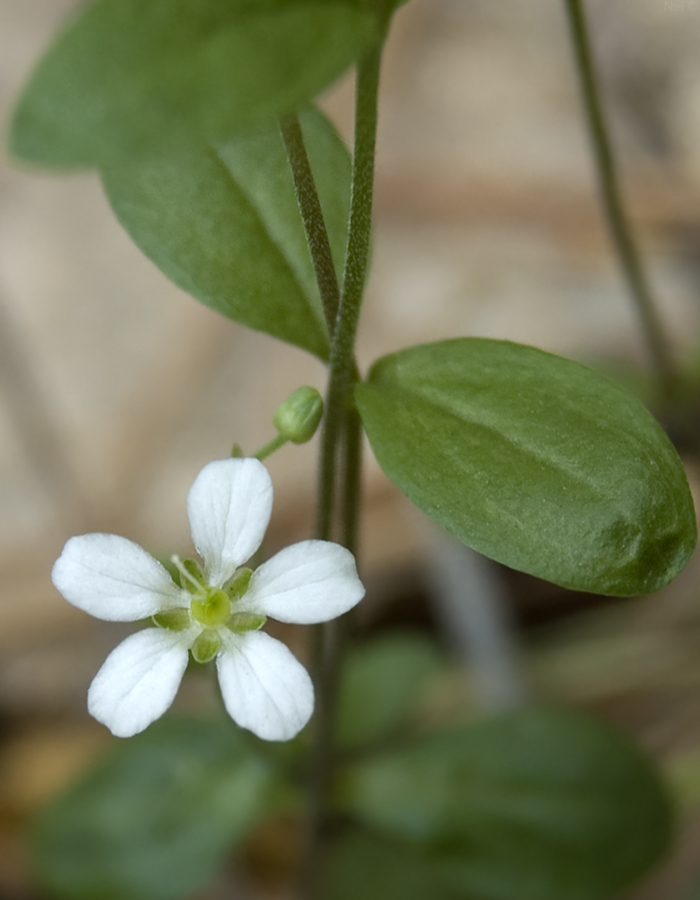 Image of Moehringia lateriflora specimen.