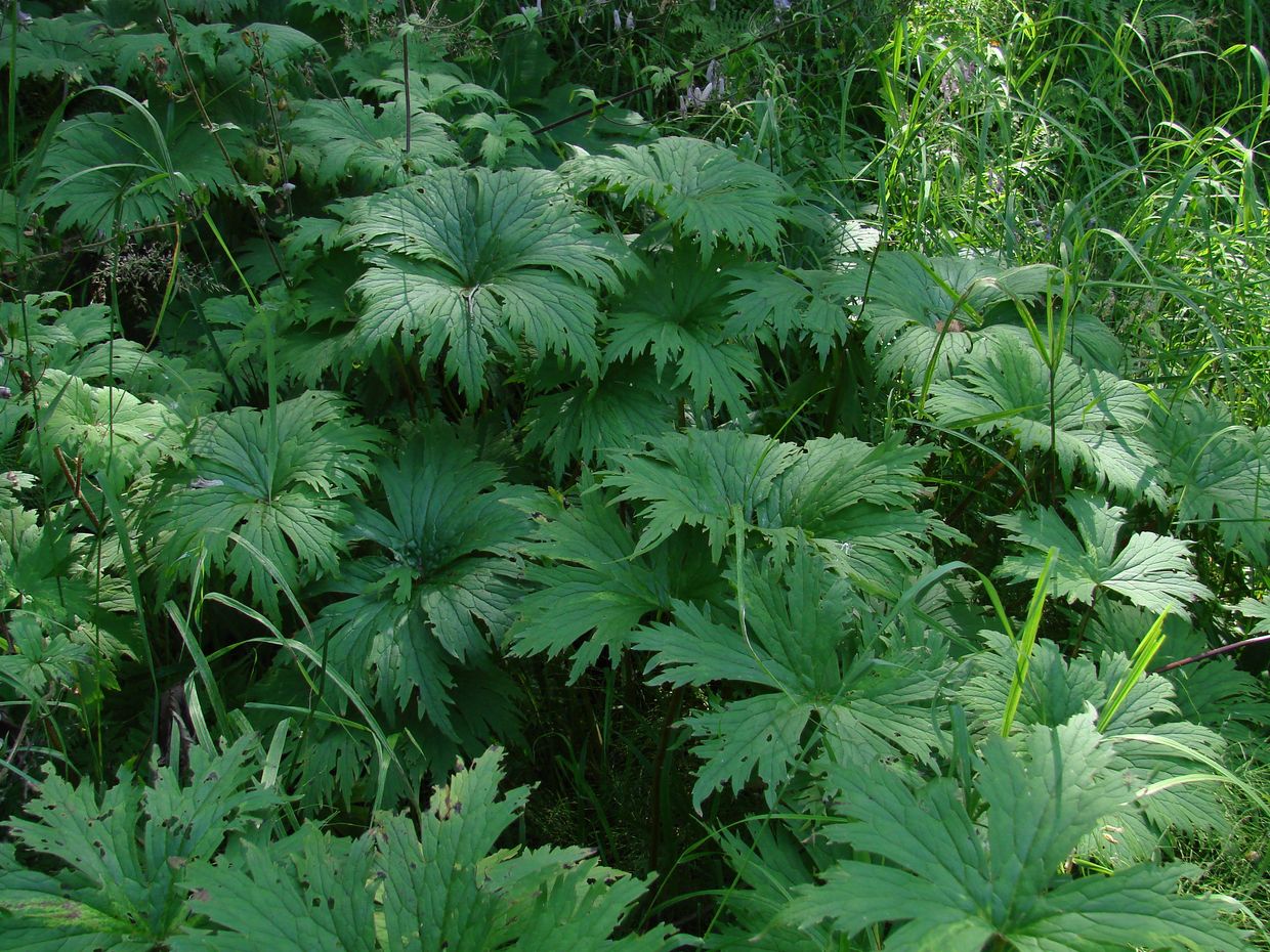 Image of Aconitum septentrionale specimen.