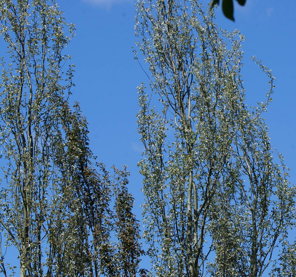 Image of Populus alba specimen.