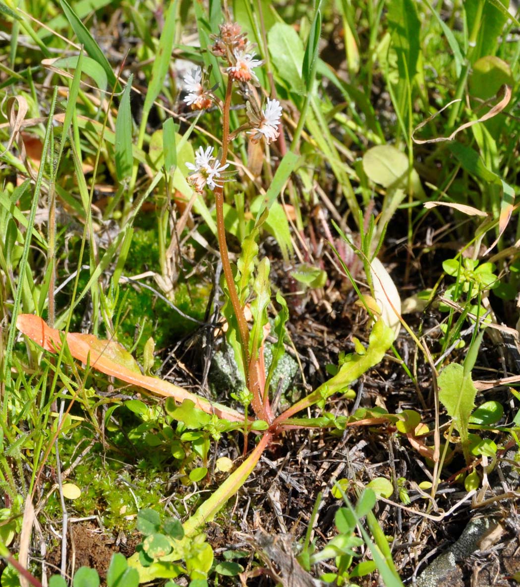 Image of genus Reseda specimen.