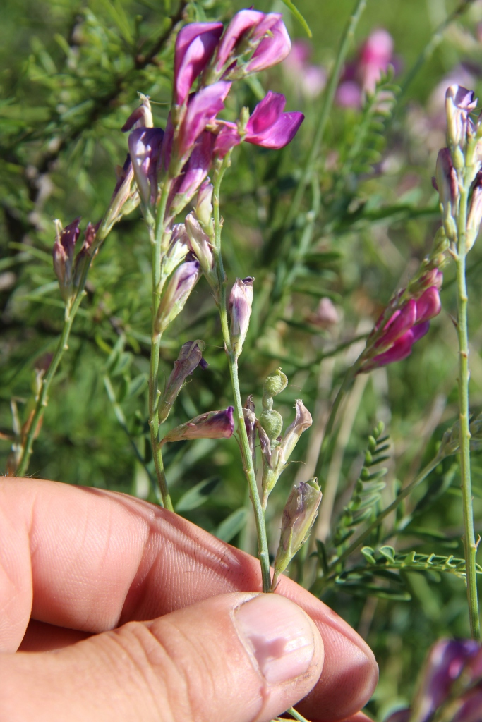 Image of Hedysarum tauricum specimen.