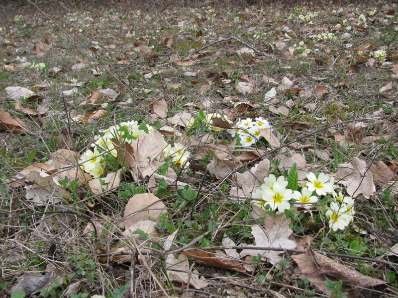 Image of Primula vulgaris specimen.